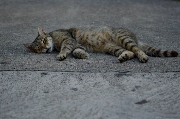 Gato Deitado Chão Gato Dormindo Gato Vadio Rua — Fotografia de Stock