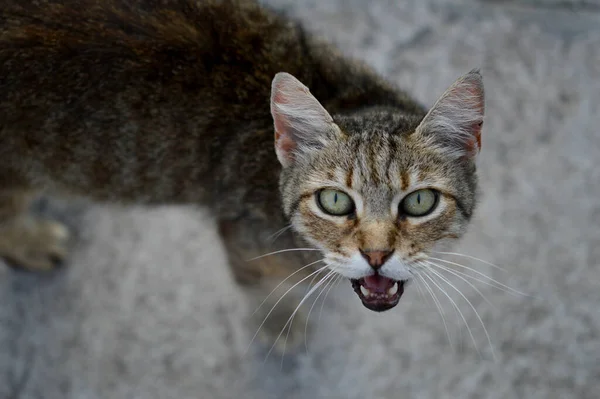 Retrato Gato Miau Gato Meowing Gato Gato Vadio Listrado — Fotografia de Stock