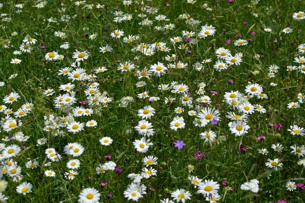 Champ Marguerite Oeil Boeuf Champ Marguerite Plein Fleurs Sauvages Blanches — Photo