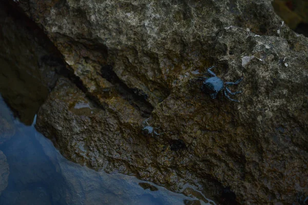 Petit Crabe Crabes Sur Les Rochers Plage Mer Petites Vagues — Photo