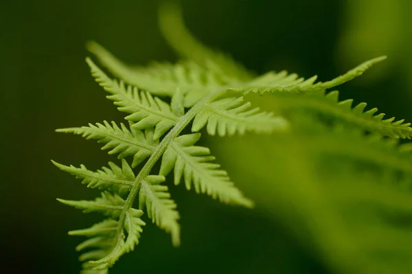自然の中でシダの葉 緑の葉 緑の植物 葉の質感 — ストック写真