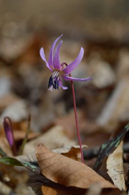 Köpek dişi menekşesi ya da köpek dişi menekşesi, kış sonu ya da ilkbahar bitkisi leylak çiçeği, ovat ya da mızrak yaprağı, beyaz ampul, latin eritrosonyum mağaraları, kani familyası