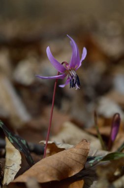 Köpek dişi menekşesi, eritranyum mağaraları, ağaçların altındaki bir bahar ormanında çiçek açıyor. Nilüfer çiçekleri. Orta Avrupa 'nın güzel bitkisi, Mauve-pembe çiçekler ve yeşil eliptik yapraklar.