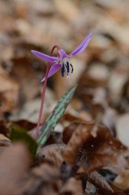 İlkbaharın başında beyaz, pembe veya leylak çiçekleri içinde çiçek açan köpek dişi menekşesi, zambak familyası, Liliaceae, eritrosonyum mağaraları ve kaniler..