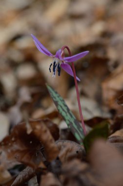 Köpek dişi menekşesi ya da köpek dişi menekşesi, kış sonu ya da ilkbahar bitkisi leylak çiçeği, ovat ya da mızrak yaprağı, beyaz ampul, latin eritrosonyum mağaraları, kani familyası