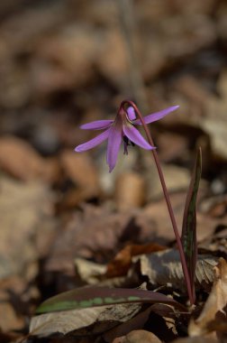 Köpek dişi menekşesi ya da köpek dişi menekşesi, kış sonu ya da ilkbahar bitkisi leylak çiçeği, ovat ya da mızrak yaprağı, beyaz ampul, latin eritrosonyum mağaraları, kani familyası