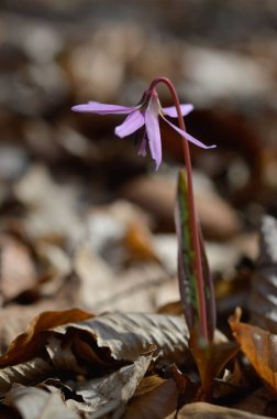 Köpek dişi menekşesi ya da köpek dişi menekşesi, kış sonu ya da ilkbahar bitkisi leylak çiçeği, ovat ya da mızrak yaprağı, beyaz ampul, latin eritrosonyum mağaraları, kani familyası