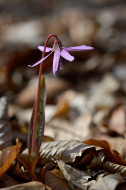 Köpek dişi menekşesi ya da köpek dişi menekşesi, kış sonu ya da ilkbahar bitkisi leylak çiçeği, ovat ya da mızrak yaprağı, beyaz ampul, latin eritrosonyum mağaraları, kani familyası