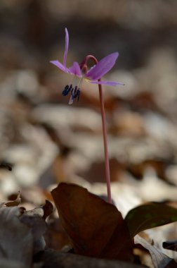 Köpek dişi menekşesi ya da köpek dişi menekşesi, kış sonu ya da ilkbahar bitkisi leylak çiçeği, ovat ya da mızrak yaprağı, beyaz ampul, latin eritrosonyum mağaraları, kani familyası