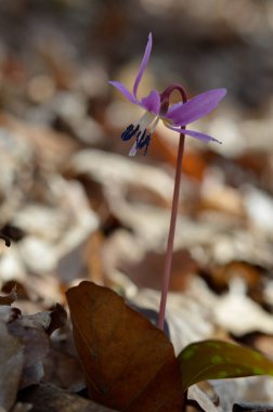 Köpek dişi menekşesi ya da köpek dişi menekşesi, kış sonu ya da ilkbahar bitkisi leylak çiçeği, ovat ya da mızrak yaprağı, beyaz ampul, latin eritrosonyum mağaraları, kani familyası