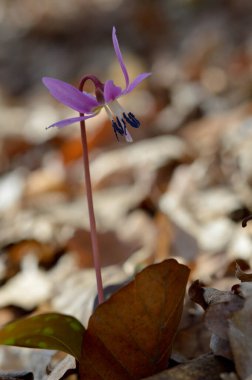 Köpek dişi menekşesi ya da köpek dişi menekşesi, kış sonu ya da ilkbahar bitkisi leylak çiçeği, ovat ya da mızrak yaprağı, beyaz ampul, latin eritrosonyum mağaraları, kani familyası