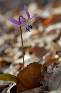 Köpek dişi menekşesi ya da köpek dişi menekşesi, kış sonu ya da ilkbahar bitkisi leylak çiçeği, ovat ya da mızrak yaprağı, beyaz ampul, latin eritrosonyum mağaraları, kani familyası