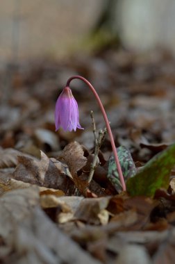 Köpek dişi menekşesi ya da köpek dişi menekşesi, kış sonu ya da ilkbahar bitkisi leylak çiçeği, ovat ya da mızrak yaprağı, beyaz ampul, latin eritrosonyum mağaraları, kani familyası