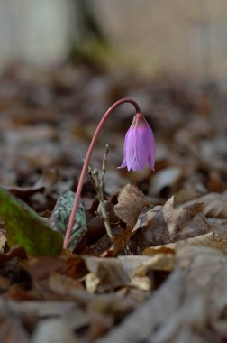 Köpek dişi menekşesi ya da köpek dişi menekşesi, kış sonu ya da ilkbahar bitkisi leylak çiçeği, ovat ya da mızrak yaprağı, beyaz ampul, latin eritrosonyum mağaraları, kani familyası