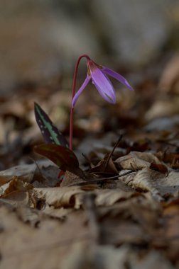 Köpekler Diş Violet Erythronium İni-Canis çiçeği. Fawn zambakları. İlkbaharda pembe yabani çiçek.