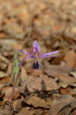 Köpek dişi menekşesi ya da köpek dişi menekşesi, kış sonu ya da ilkbahar bitkisi leylak çiçeği, ovat ya da mızrak yaprağı, beyaz ampul, latin eritrosonyum mağaraları, kani familyası