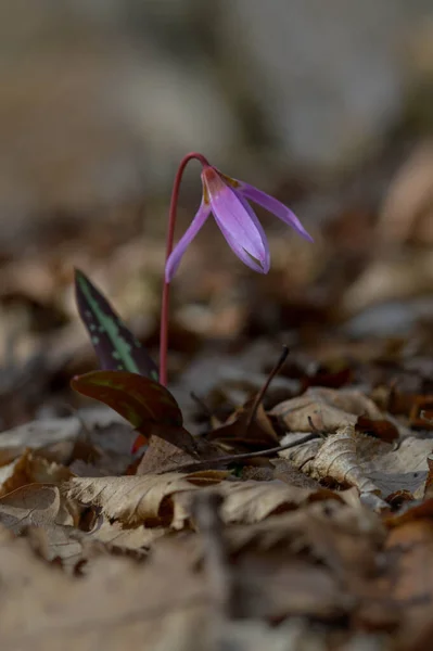 Stock image Dogtooth violet or the dogs tooth violet, late winter or early spring plant in lily family with lilac flower and ovate or lanceolate leaf, white bulb, latin Erythronium dens canis