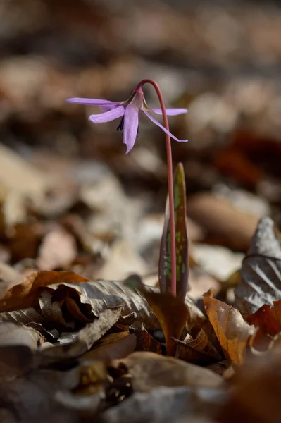 Dogtooth Violet Dogs Tooth Violet Late Winter Early Spring Plant Stock Picture