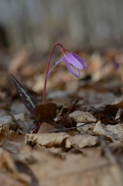 Dogtooth Violet Dogs Tooth Violet Late Winter Early Spring Plant Royalty Free Stock Photos