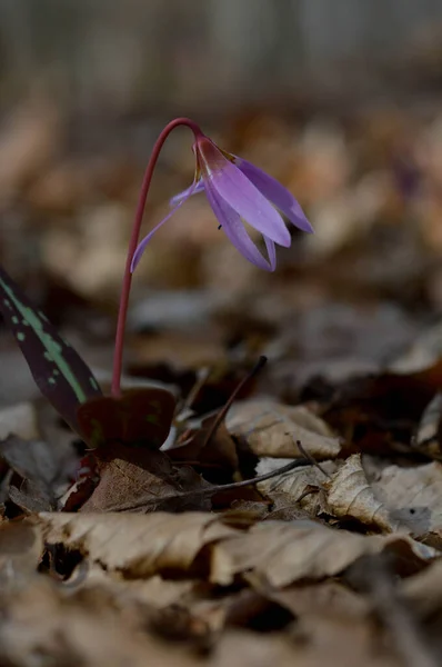 Dogtooth Violet Dogs Tooth Violet Late Winter Early Spring Plant Royalty Free Stock Images