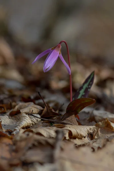 Dogtooth Violet Dogs Tooth Violet Late Winter Early Spring Plant Royalty Free Stock Photos