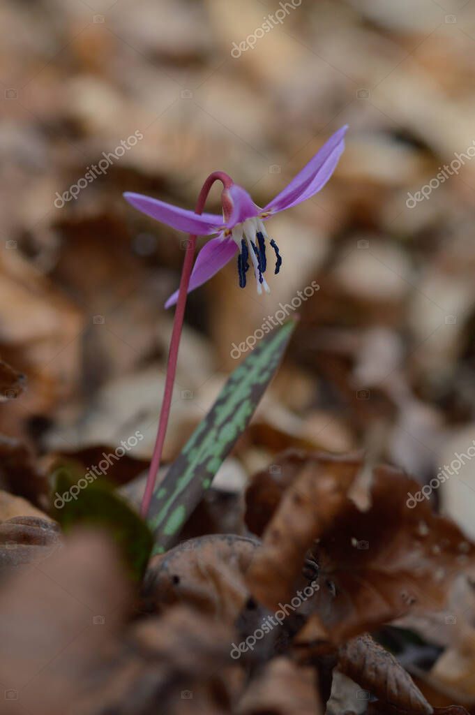 Dogtooth Violet Or The Dogs Tooth Violet Late Winter Or Early Spring Plant In Lily Family With Lilac Flower And Ovate Or Lanceolate Leaf White Bulb Latin Erythronium Dens Canis Larastock Dogtooth Violet Or The Dogs Tooth Violet Late Winter Or Early Spring Plant In Lily Family With Lilac Flower And Ovate Or Lanceolate Leaf White Bulb Latin Erythronium Dens Canis Larastock