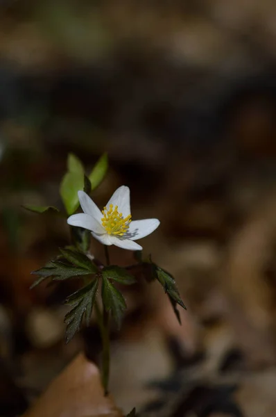 Anêmona Madeira Início Primavera Flor Branca Natureza Pequena Flor Branca — Fotografia de Stock