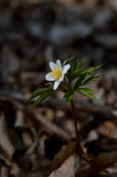 Waldanemone Weiße Wildblume Frühling Der Natur Kleine Weiße Blume Freien — Stockfoto