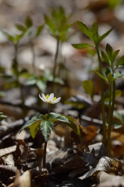 Anemone Kora Tavaszi Fehér Vadvirág Természetben Kis Fehér Virág Szabadban — Stock Fotó