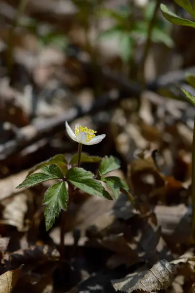 Anemone Kora Tavaszi Fehér Vadvirág Természetben Kis Fehér Virág Szabadban — Stock Fotó