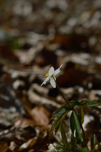 Anemone Kora Tavaszi Fehér Vadvirág Természetben Kis Fehér Virág Szabadban — Stock Fotó