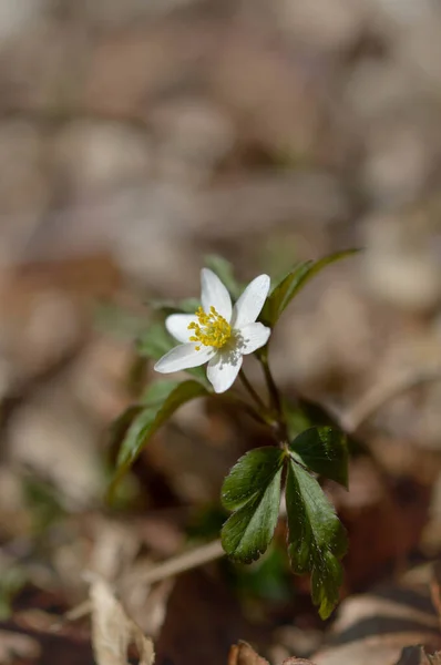 Деревна Анемона Ранньовесняна Біла Дика Квітка Природі Маленька Біла Квітка — стокове фото