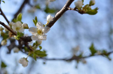 Beyaz çiçek, bahar çiçeği, beyaz çiçekler, mavi gökyüzü arka planı.