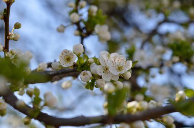 Beyaz çiçek, bahar çiçeği, beyaz çiçekler, mavi gökyüzü arka planı.