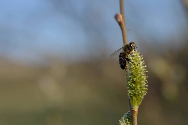 Bee Flowering Catkin Willow Gathering Nectar Pollinating Close — Stock Photo, Image