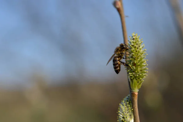 Biene Auf Blühendem Kätzchen Auf Weide Nektarsammelnd Bestäubend Nahaufnahme — Stockfoto