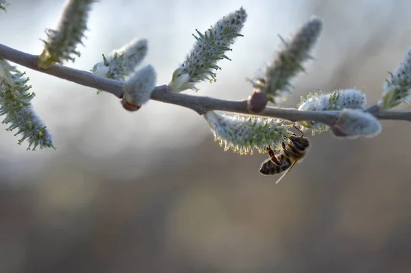 Abeja Sobre Capullo Que Florece Sobre Sauce Recogiendo Néctar Polinizando —  Fotos de Stock