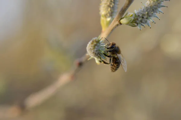 Méhecske Egy Virágzó Hernyón Egy Fűzön Nektárt Gyűjt Beporoz Közelről — Stock Fotó