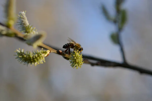 Biene Auf Blühendem Kätzchen Auf Weide Nektarsammelnd Bestäubend Nahaufnahme — Stockfoto