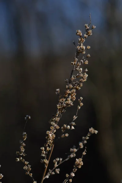 Sucha Roślina Naturze Wczesna Wiosna Sucha Roślina — Zdjęcie stockowe