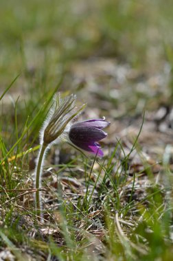 Paska çiçeğine aynı zamanda Mayıs Bayramı çiçeği de denir. Pasque çiçeği vahşi, ilkbaharın başlarında, tüylü mor çiçek