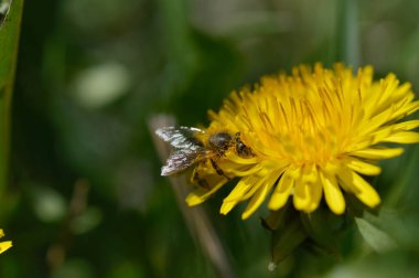 Sarı bir karahindiba üzerinde çalışan, tozlaşan arı