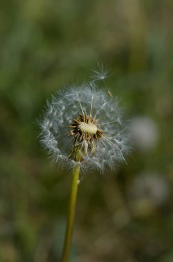 Sıradan karahindiba tohumu başı doğada. Yaklaş.