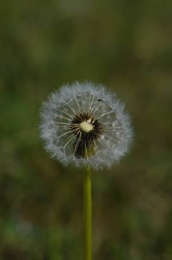 Sıradan karahindiba tohumu başı doğada. Yaklaş.