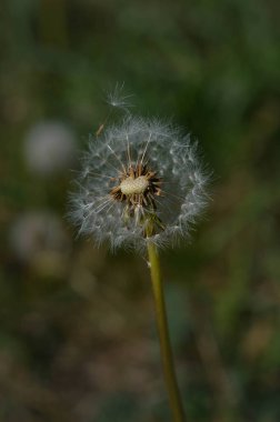 Sıradan karahindiba tohumu başı doğada. Yaklaş.
