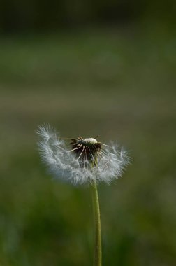 Sıradan karahindiba tohumu başı doğada. Yaklaş.