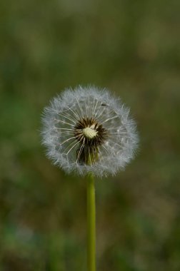 Sıradan karahindiba tohumu başı doğada. Yaklaş.
