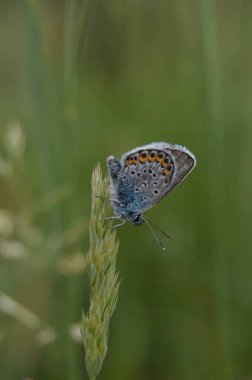 Bilinen mavi kelebek (Polyommatus icarus), bir bitkinin altında, kapalı kanatlar üzerinde durmaktadır.