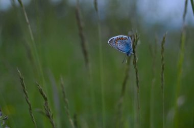 Mavi küçük kelebek doğaya yakın, kapalı bir bitki üzerinde makro doğa.