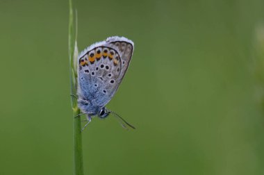 Mavi küçük kelebek doğaya yakın, kapalı bir bitki üzerinde makro doğa.